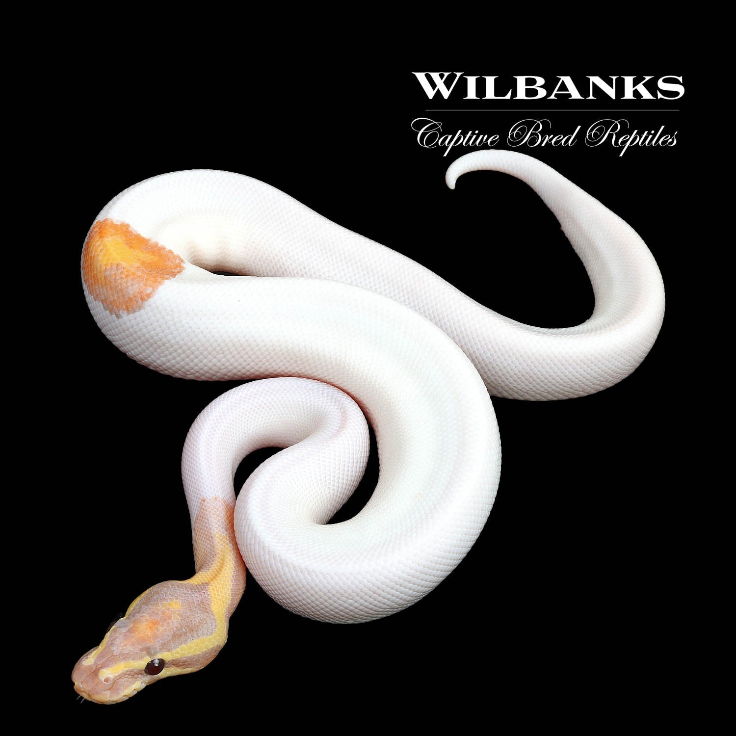 Banana Pied Ball Python by Wilbanks Captive Bred Reptiles MorphMarket