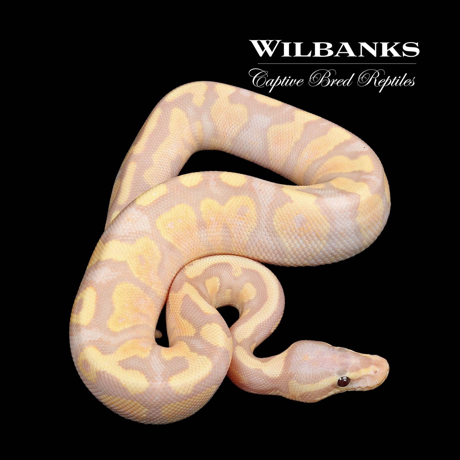 Banana Fire Yellow Belly Ball Python by Wilbanks Captive Bred Reptiles