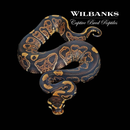 Nuclear Sable Ball Python by Wilbanks Captive Bred Reptiles