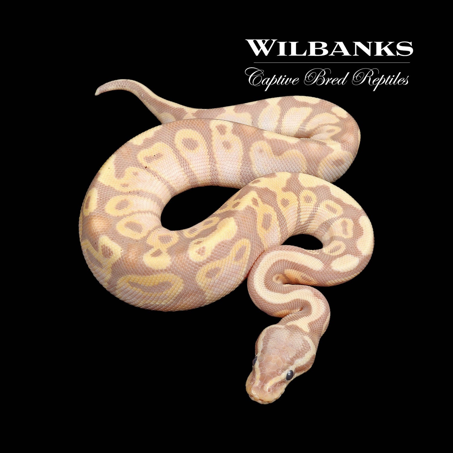 Banana Pastel Ball Python by Wilbanks Captive Bred Reptiles - MorphMarket