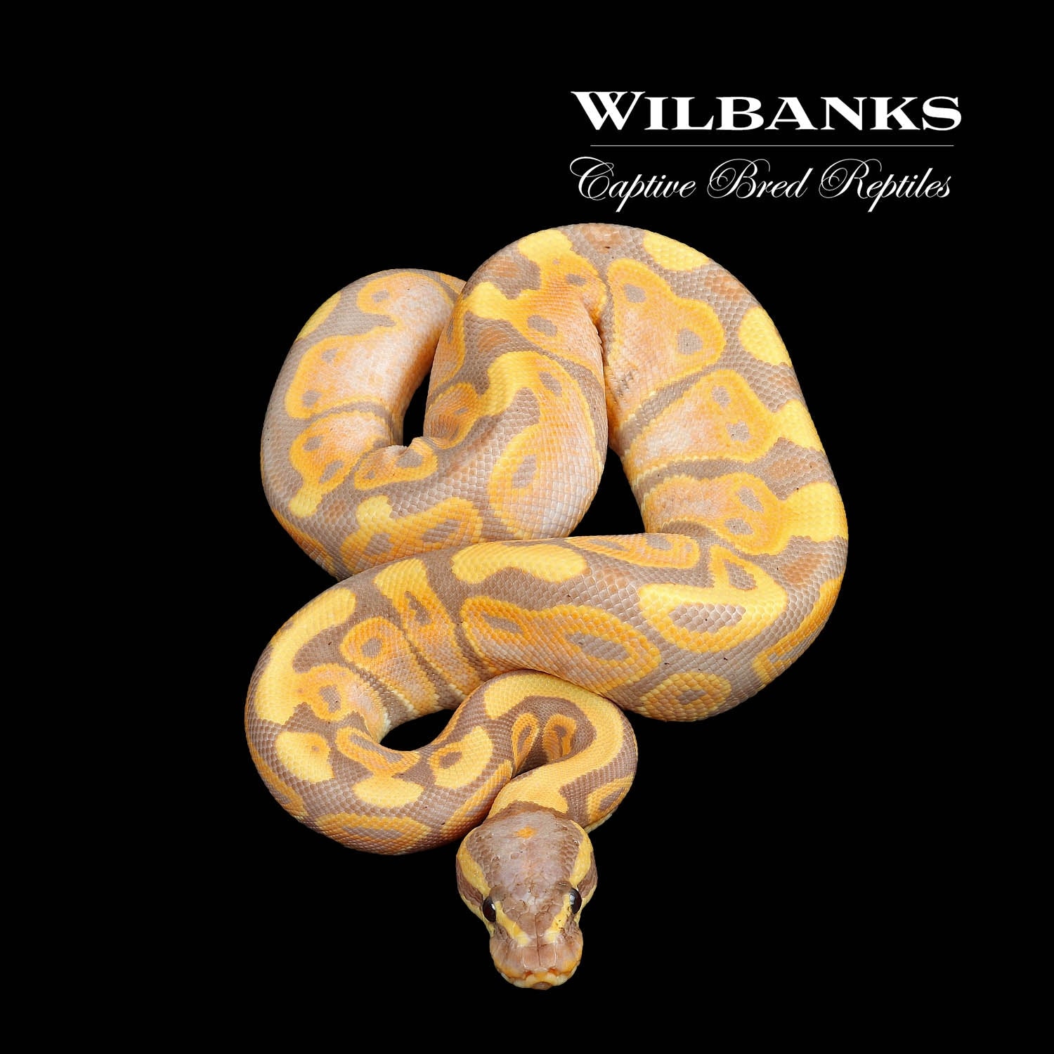 Banana Ball Python by Wilbanks Captive Bred Reptiles MorphMarket