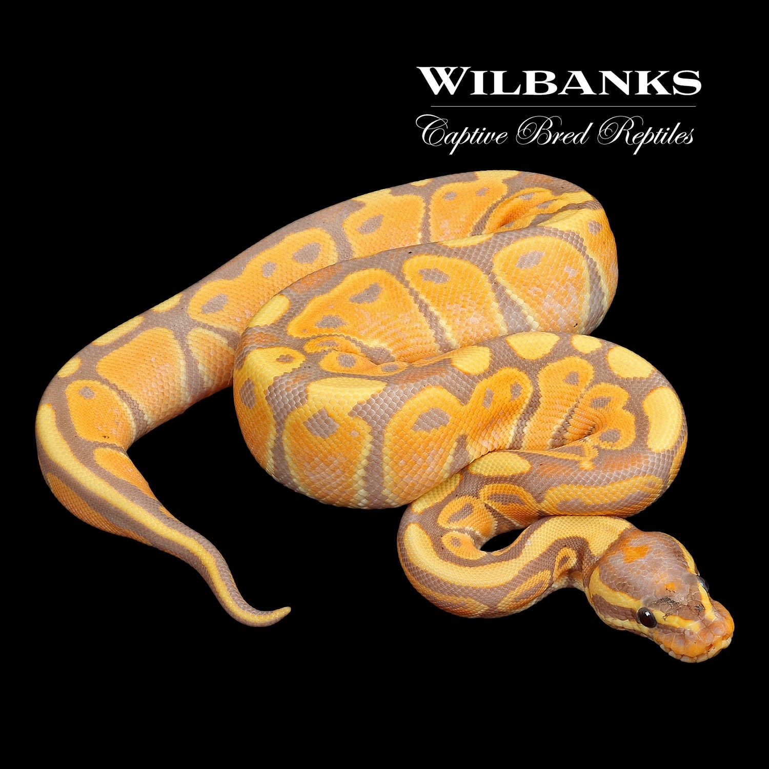 Banana Ball Python by Wilbanks Captive Bred Reptiles MorphMarket