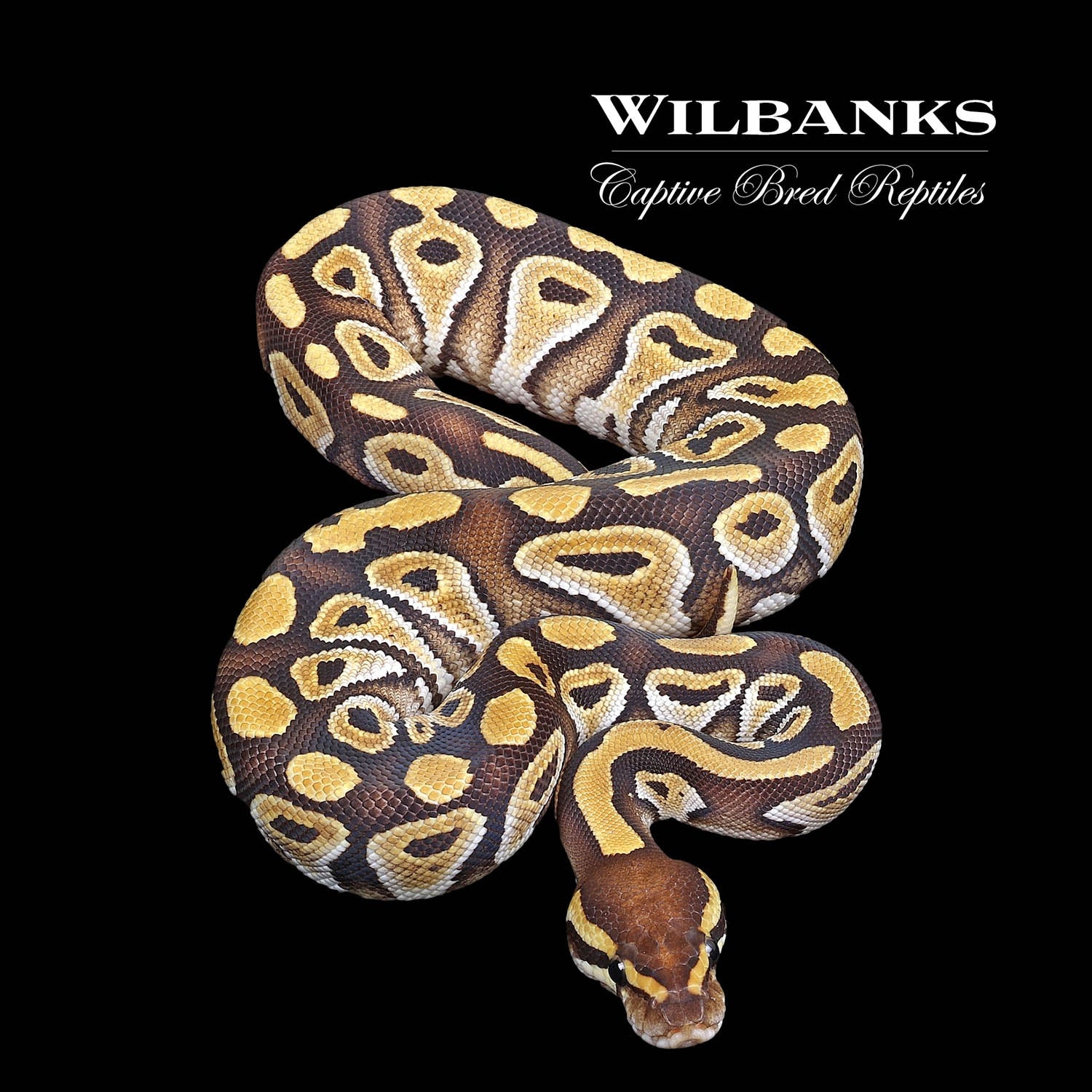 Mojave Ball Python by Wilbanks Captive Bred Reptiles MorphMarket