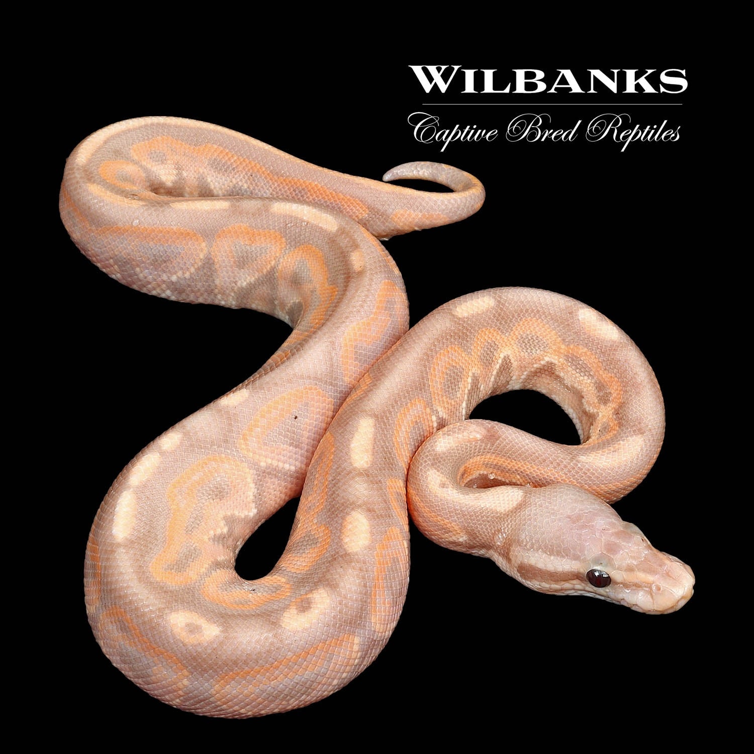 Banana Cinnamon Ball Python by Wilbanks Captive Bred Reptiles MorphMarket