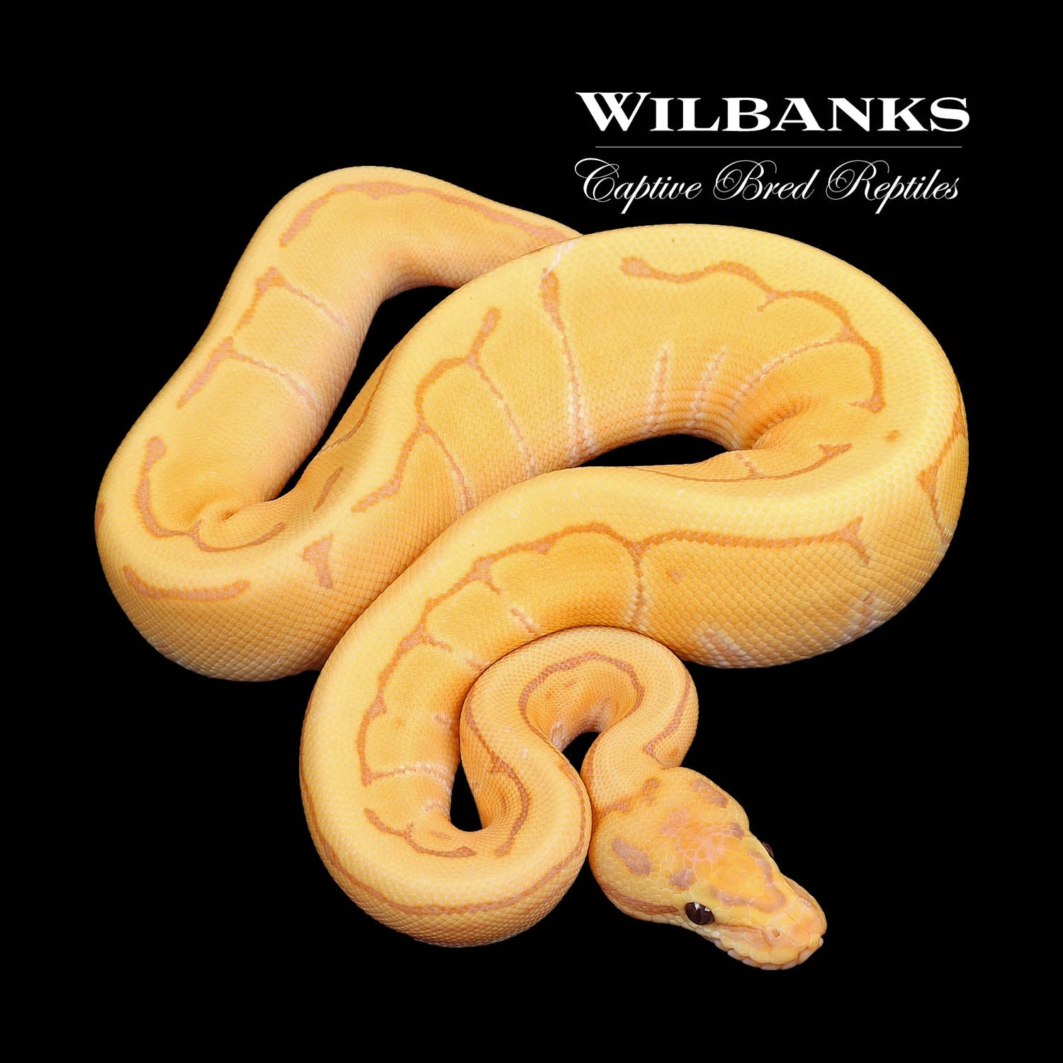 Banana Enchi Pinstripe Ball Python by Wilbanks Captive Bred Reptiles