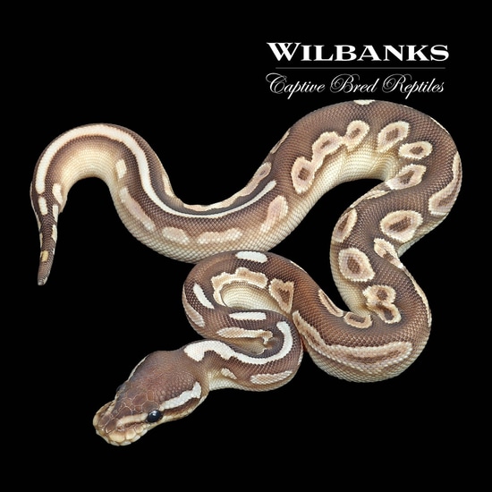 Cinny Sugar Ball Python Cinnamon Sugar Butter Ball Python by Wilbanks Captive Bred Reptiles