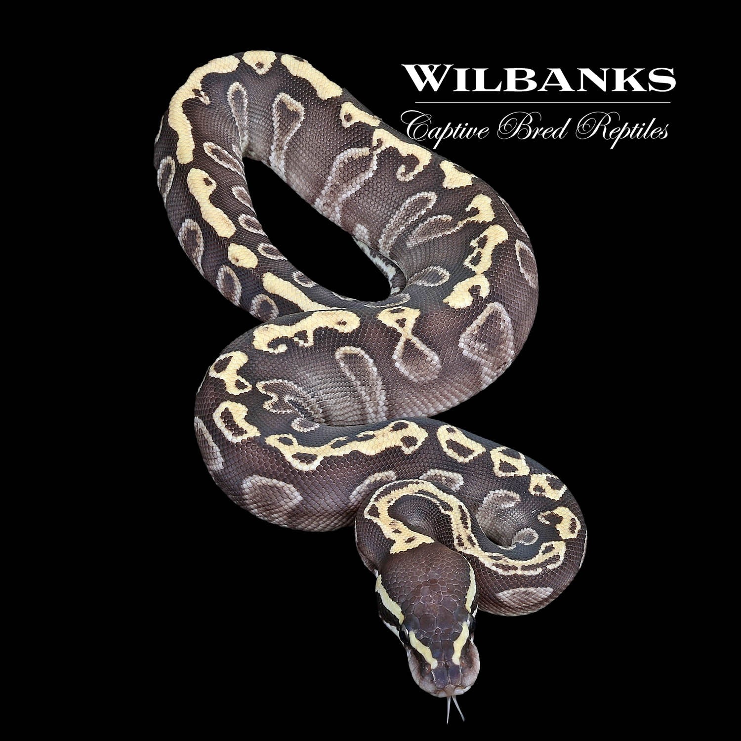 Mojave GHI Ball Python by Wilbanks Captive Bred Reptiles - MorphMarket