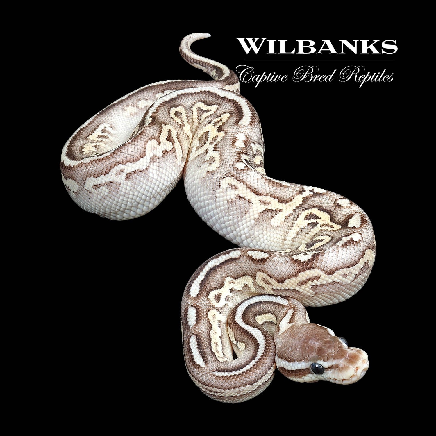 Pewter Fire Ball Python by Wilbanks Captive Bred Reptiles - MorphMarket