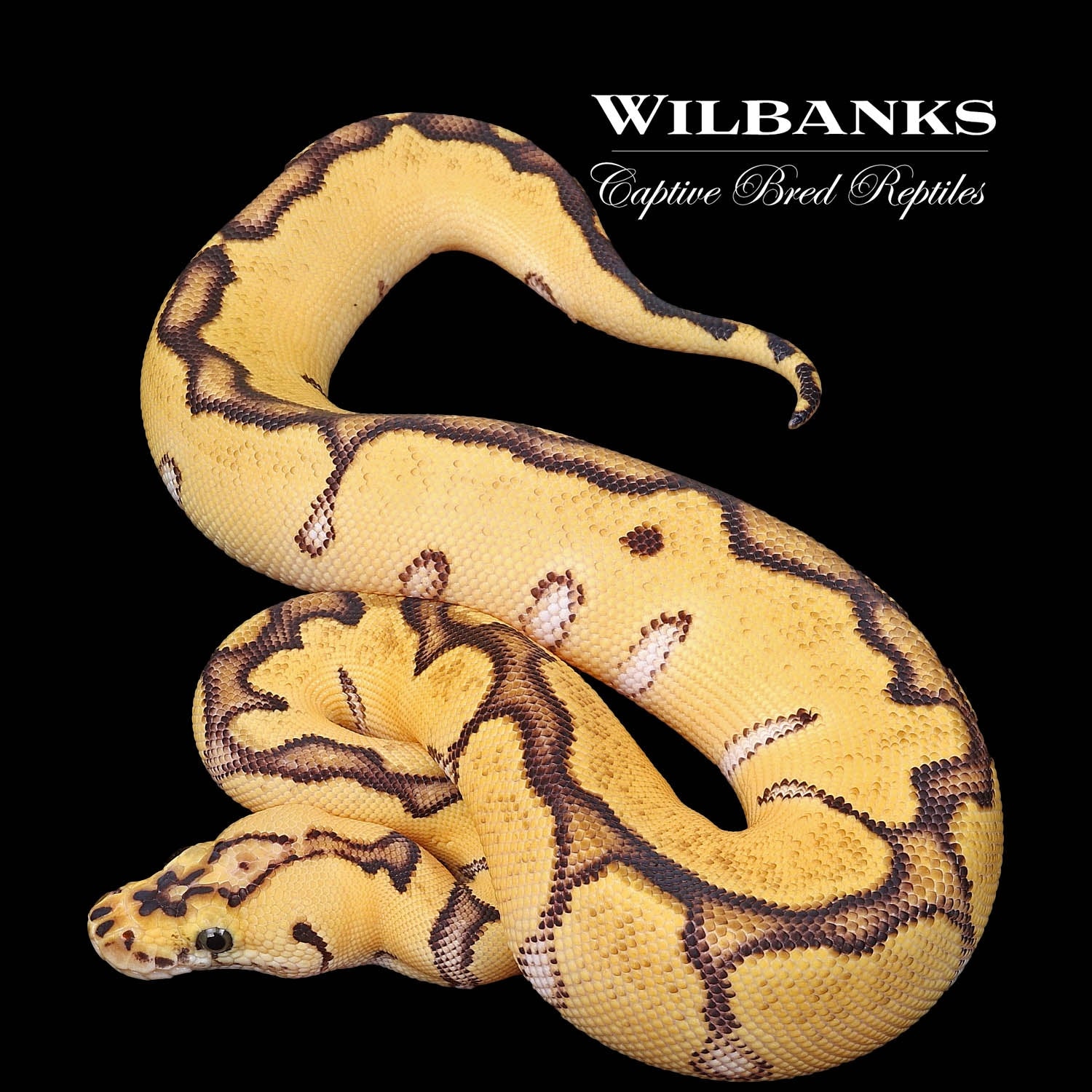 Pastel Enchi Clown Ball Python by Wilbanks Captive Bred Reptiles