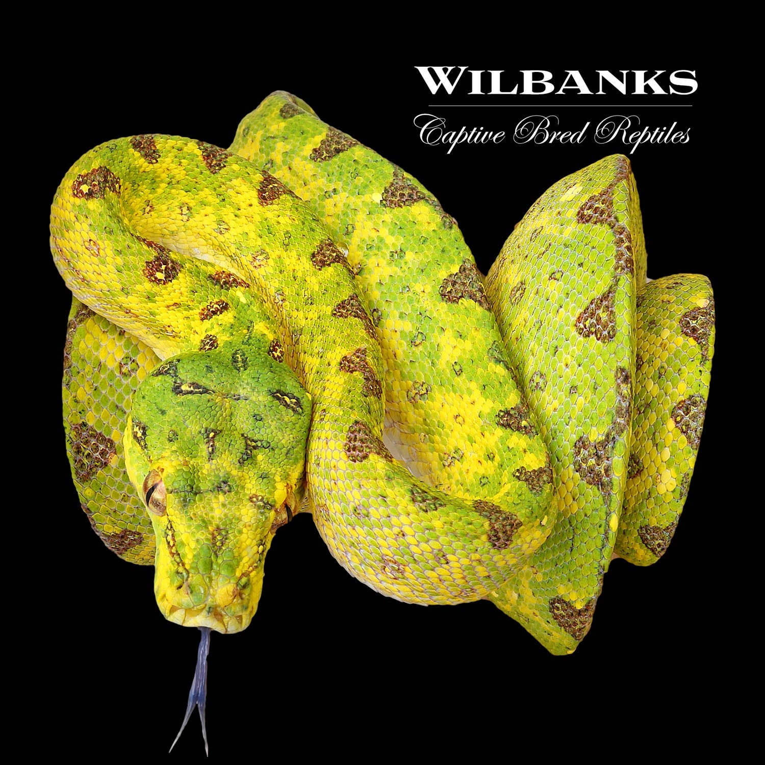 Biak Green Tree Python by Wilbanks Captive Bred Reptiles - MorphMarket