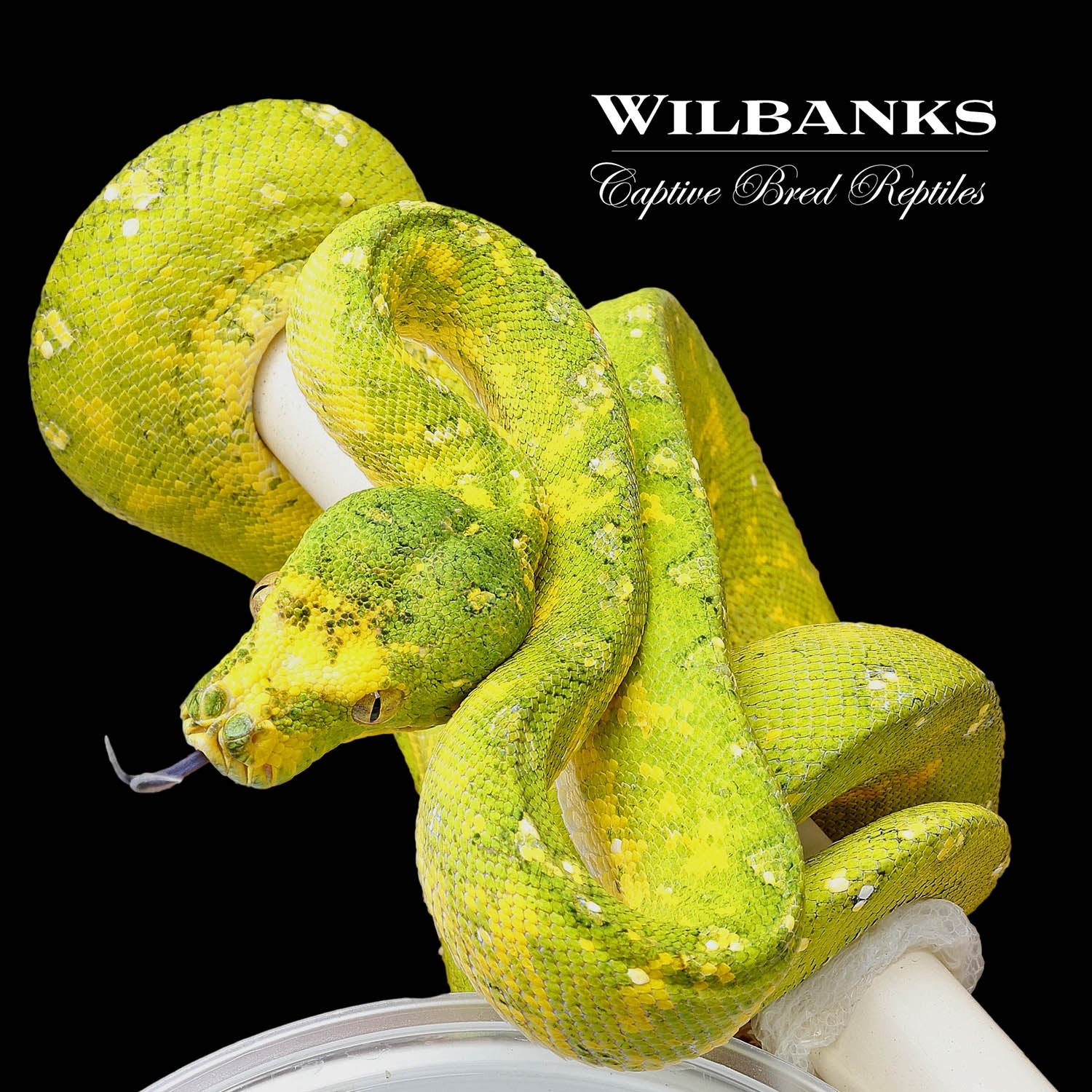 Biak Green Tree Python by Wilbanks Captive Bred Reptiles - MorphMarket