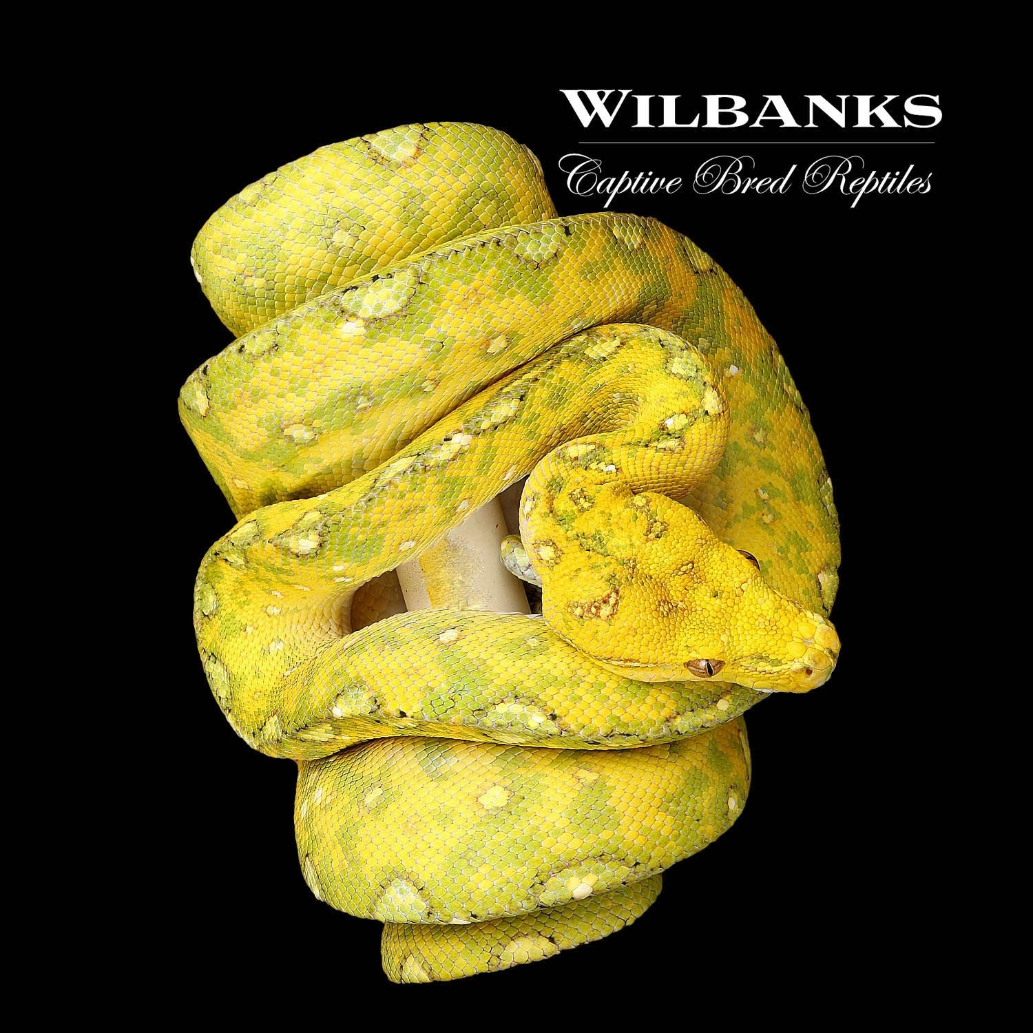 Biak Green Tree Python by Wilbanks Captive Bred Reptiles - MorphMarket