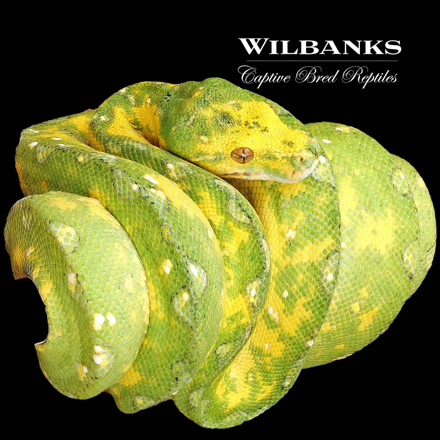 Biak Green Tree Python by Wilbanks Captive Bred Reptiles - MorphMarket