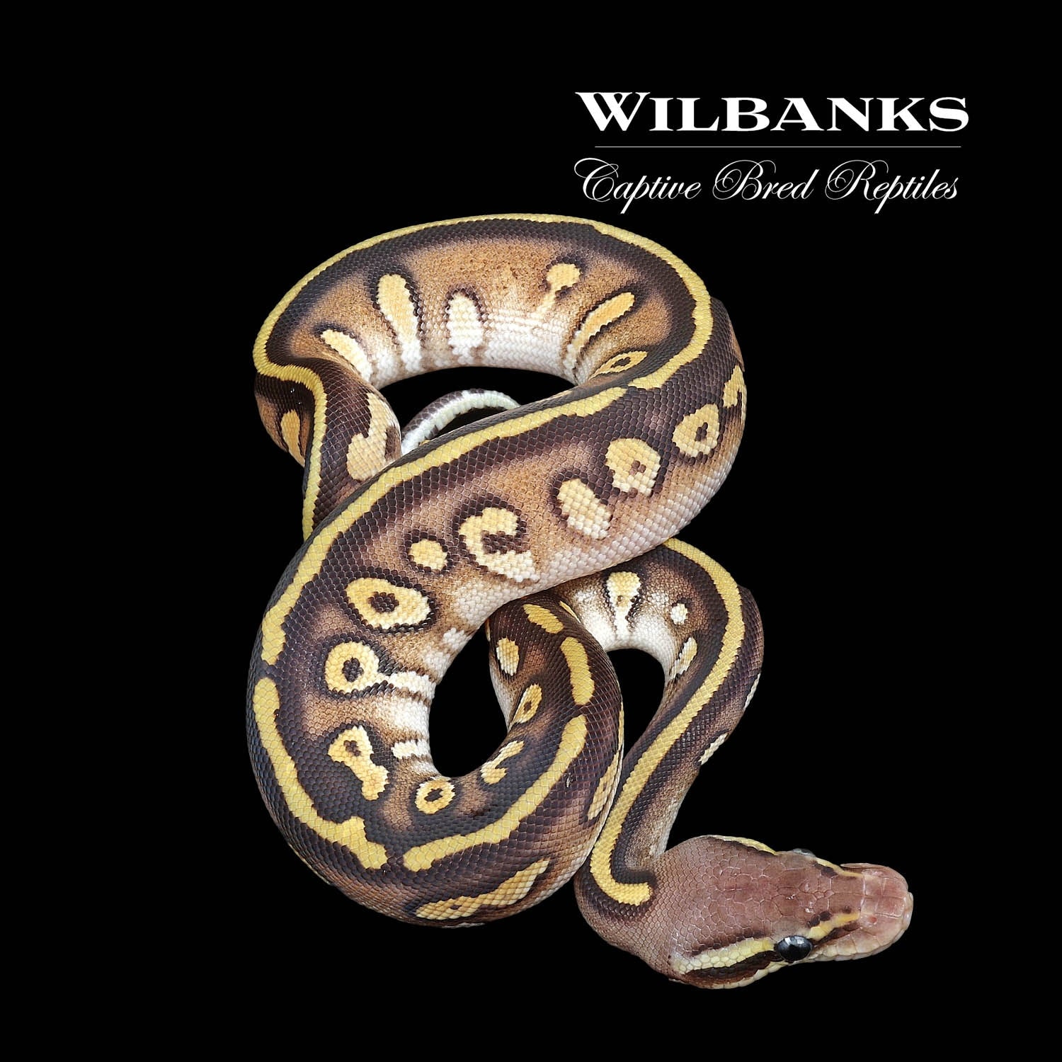 Pastave Stranger Ball Python by Wilbanks Captive Bred Reptiles ...