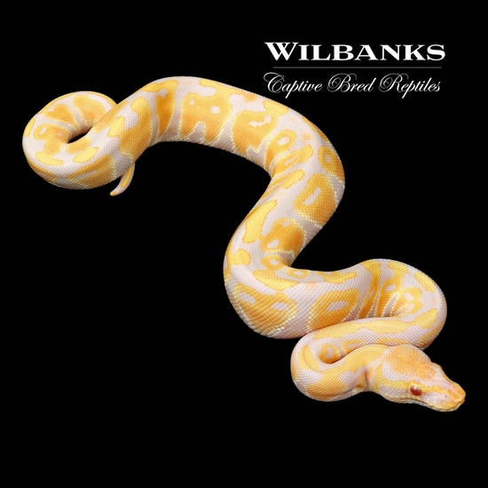 Candy Ball Python by Wilbanks Captive Bred Reptiles