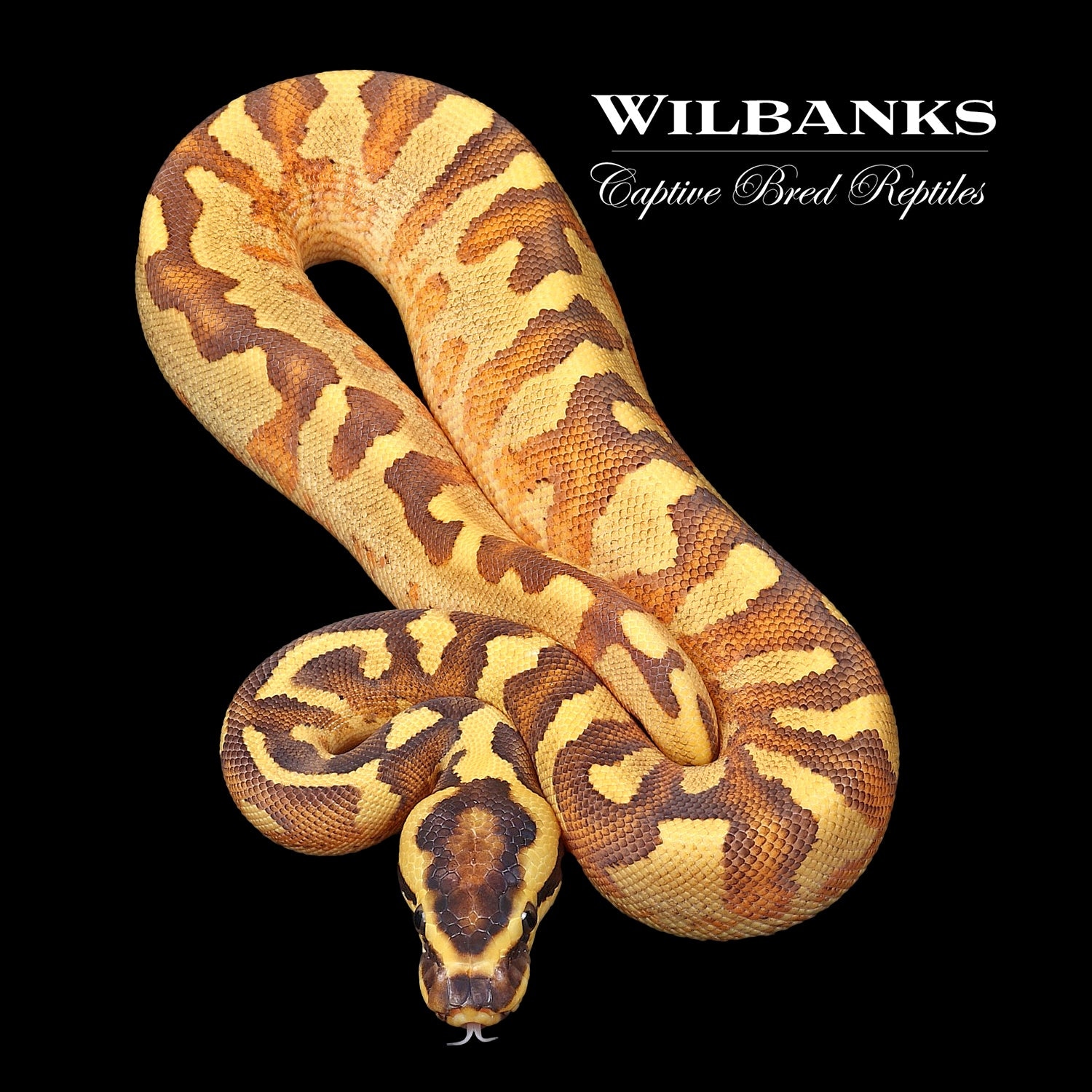 Fire Super Enchi Super Asphalt Ball Python by Wilbanks Captive Bred ...