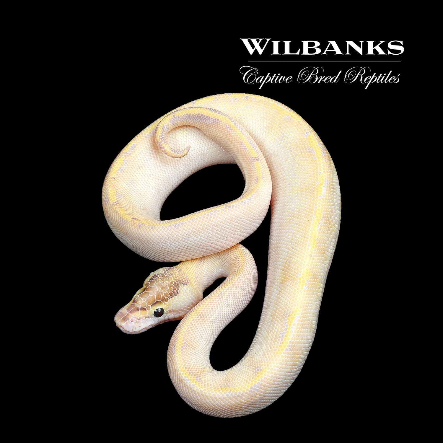 Ivory Ball Python by Wilbanks Captive Bred Reptiles - MorphMarket