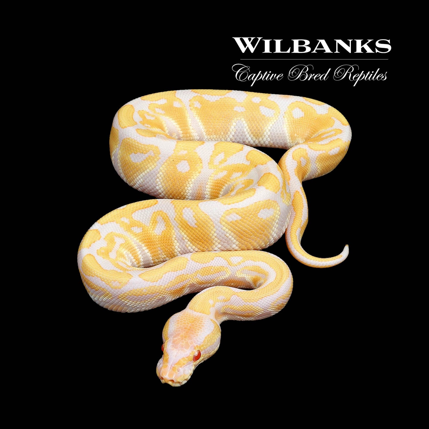 Candino Ball Python by Wilbanks Captive Bred Reptiles - MorphMarket