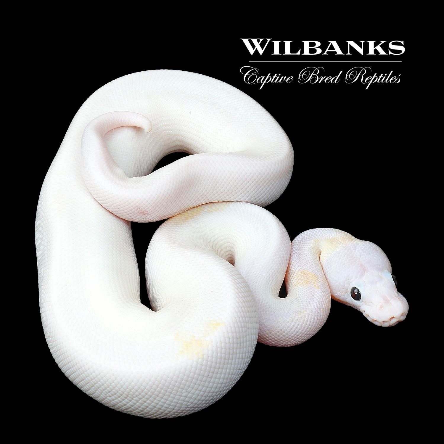 Super Fire Ball Python by Wilbanks Captive Bred Reptiles - MorphMarket