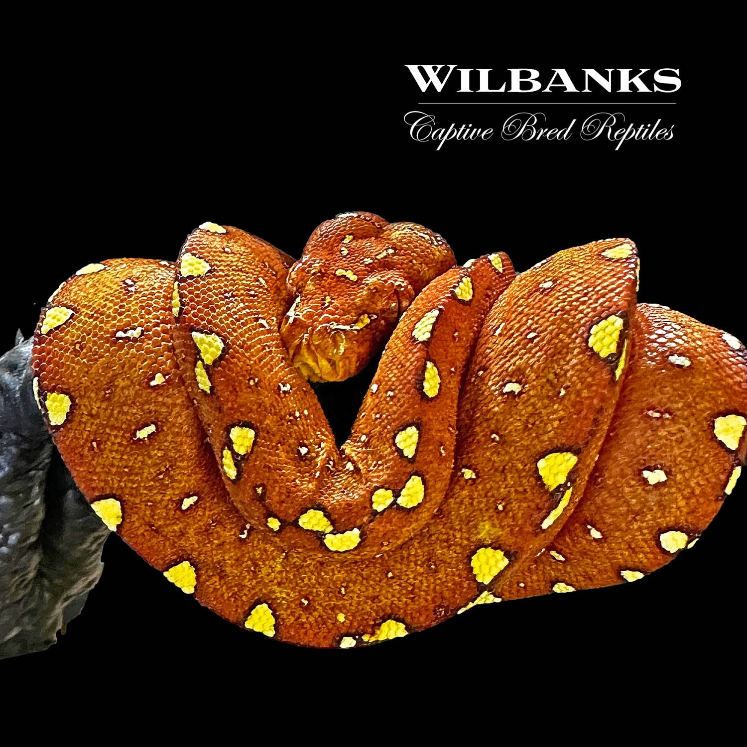 Biak Green Tree Python by Wilbanks Captive Bred Reptiles - MorphMarket