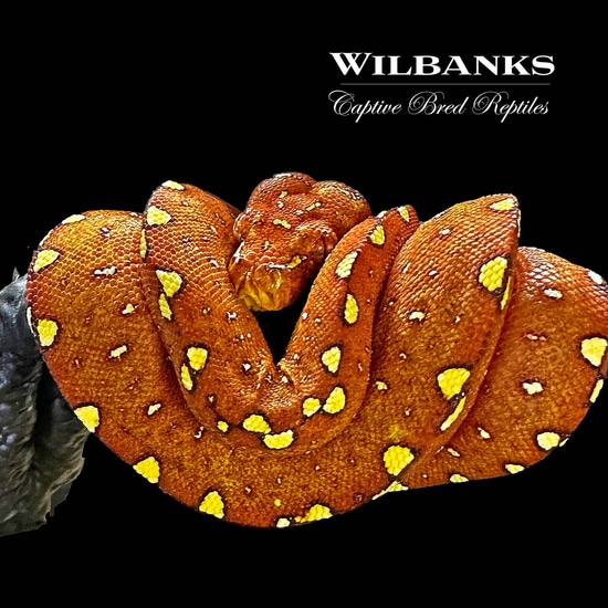Biak Green Tree Python by Wilbanks Captive Bred Reptiles - MorphMarket