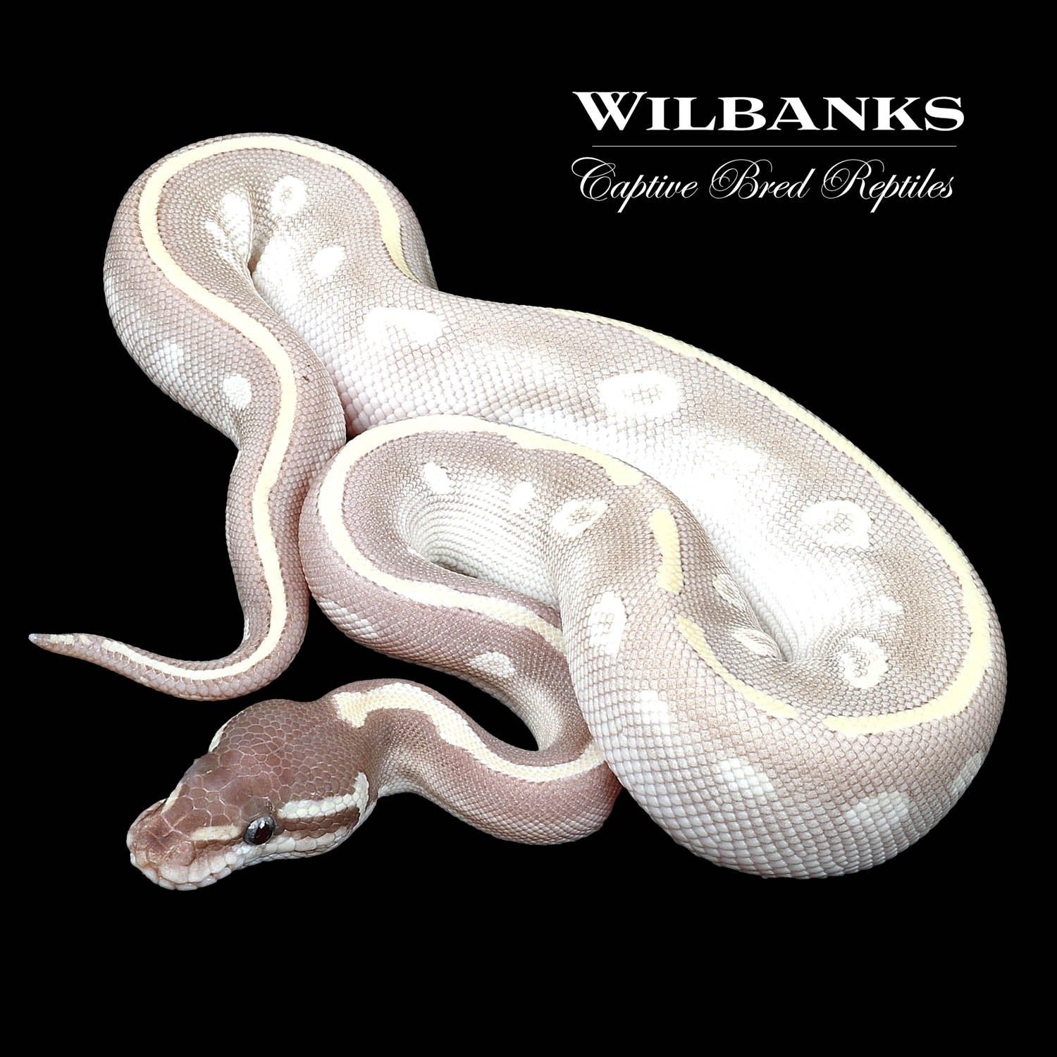 Purple Passion Ball Python by Wilbanks Captive Bred Reptiles - MorphMarket