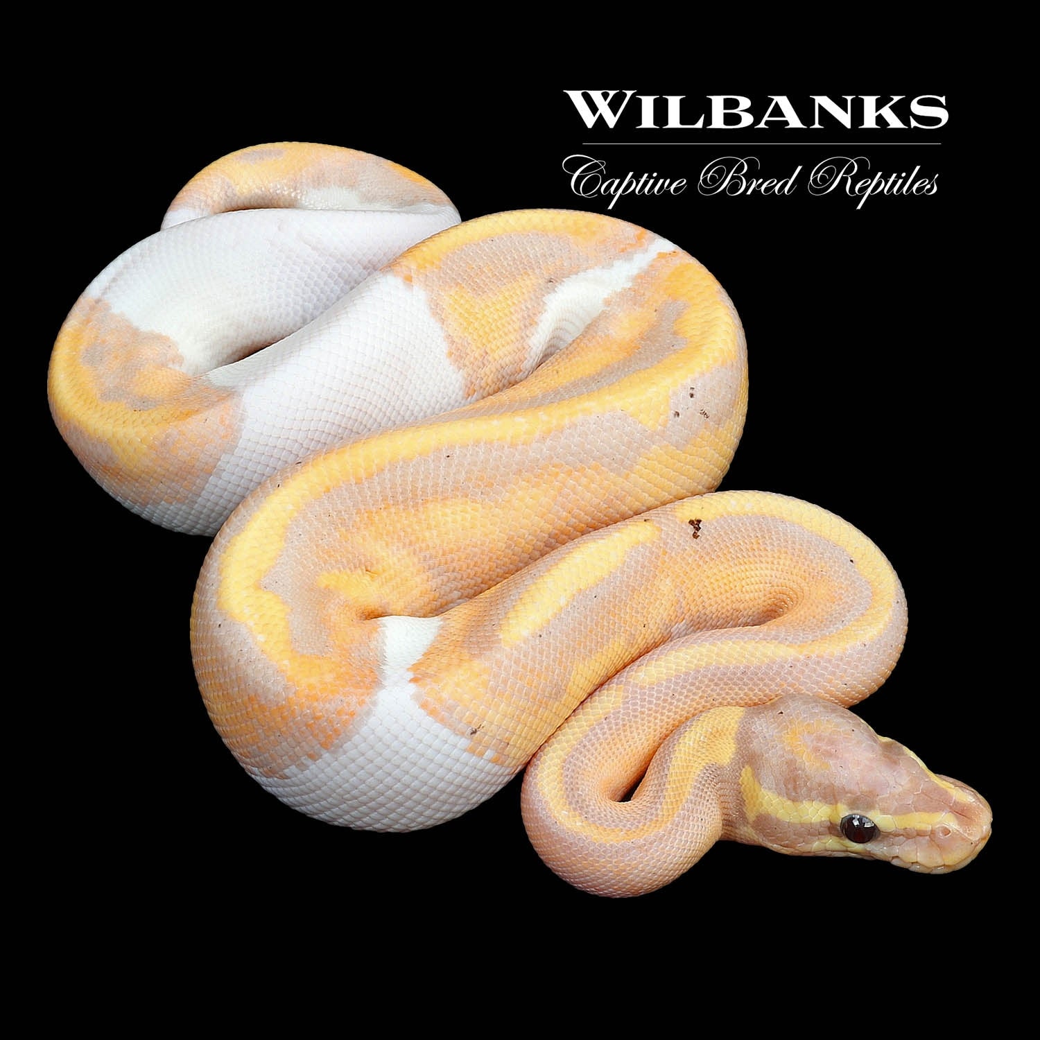 Banana Pied Ball Python by Wilbanks Captive Bred Reptiles MorphMarket