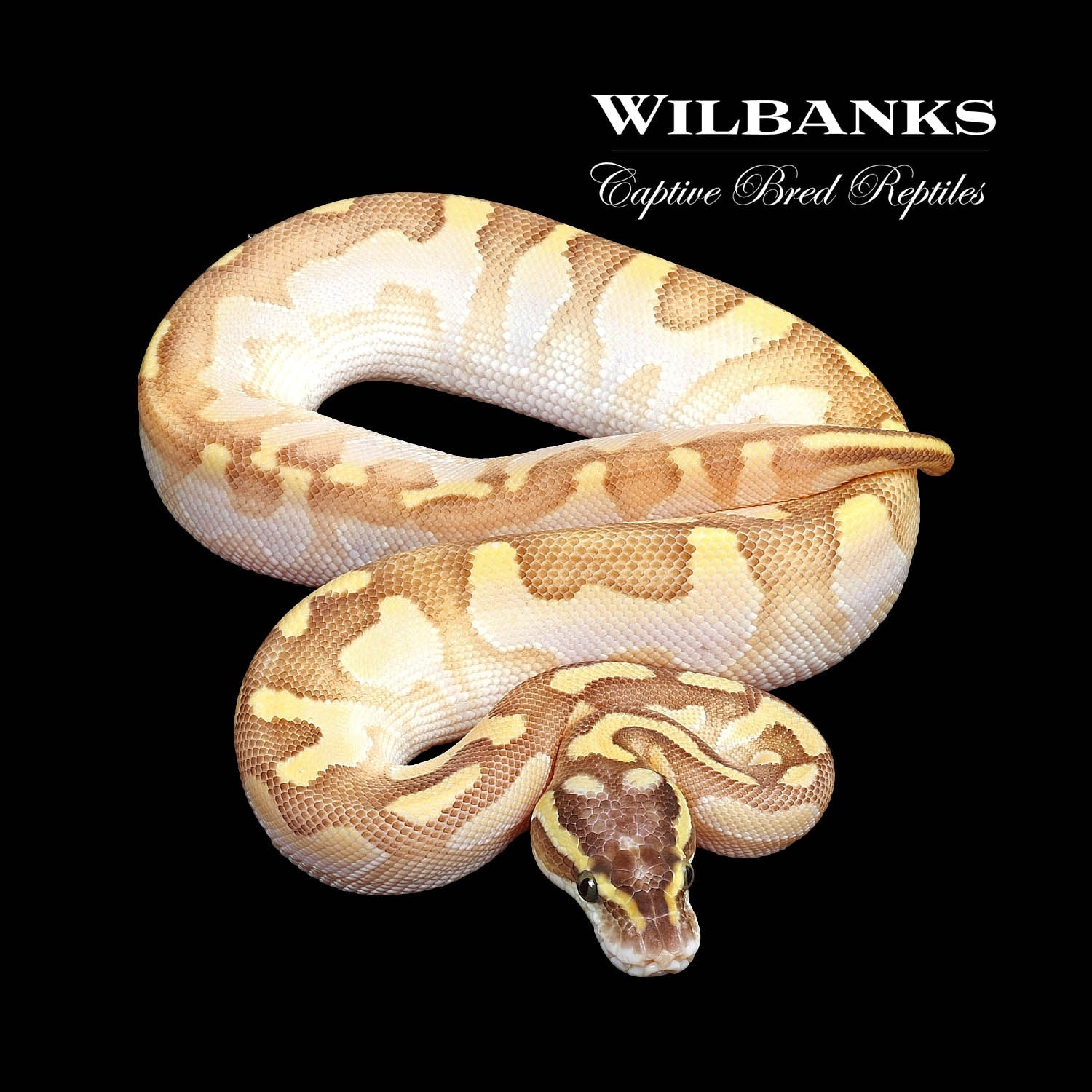 Orange Dream Pastel Butter Enchi Sugar Yellow Belly Ball Python by