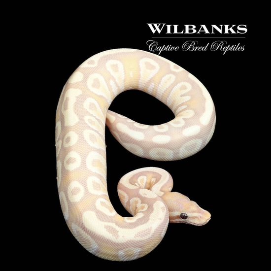 Banana Fire Mojave Ball Python by Wilbanks Captive Bred Reptiles ...