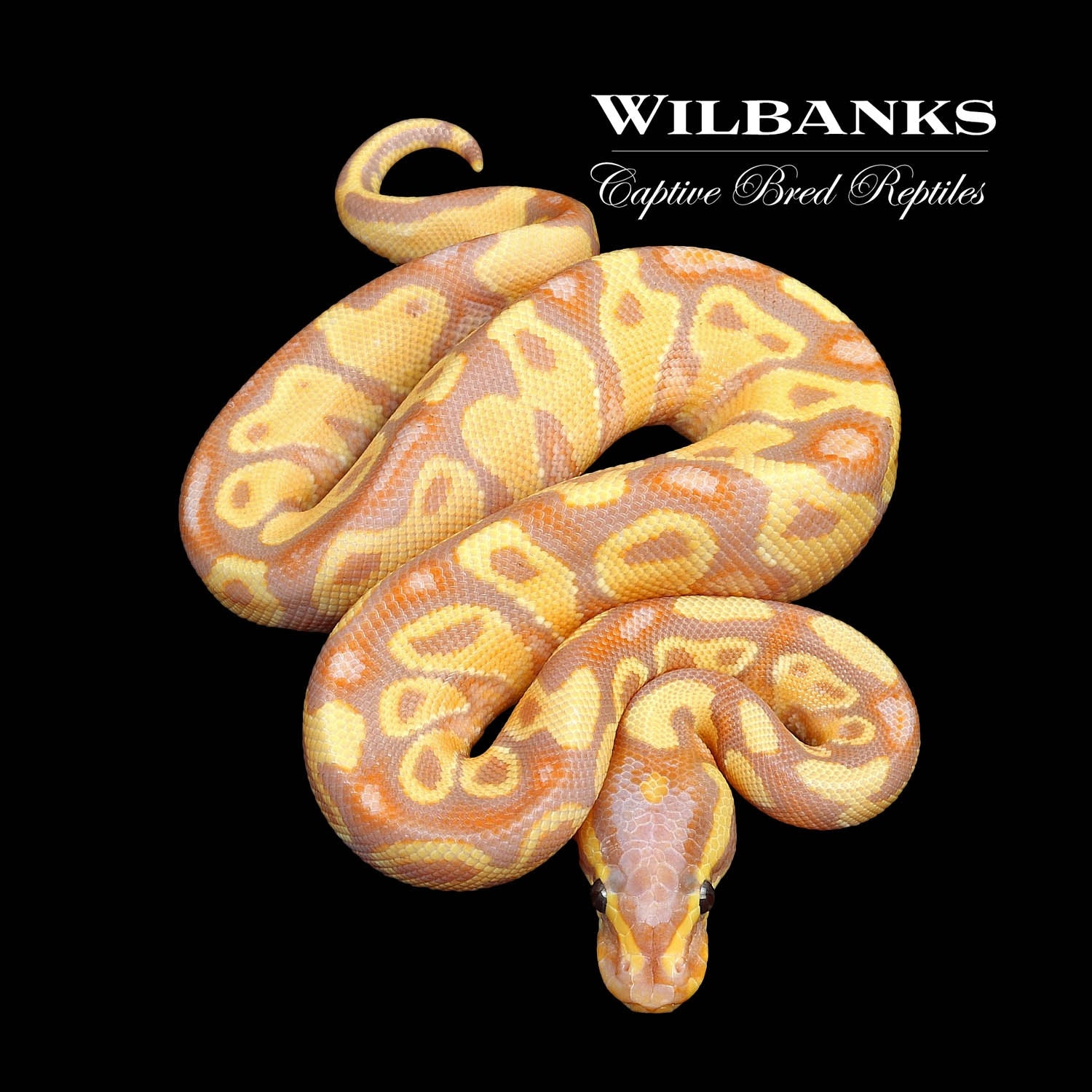 Banana Yellow Belly Ball Python by Wilbanks Captive Bred Reptiles