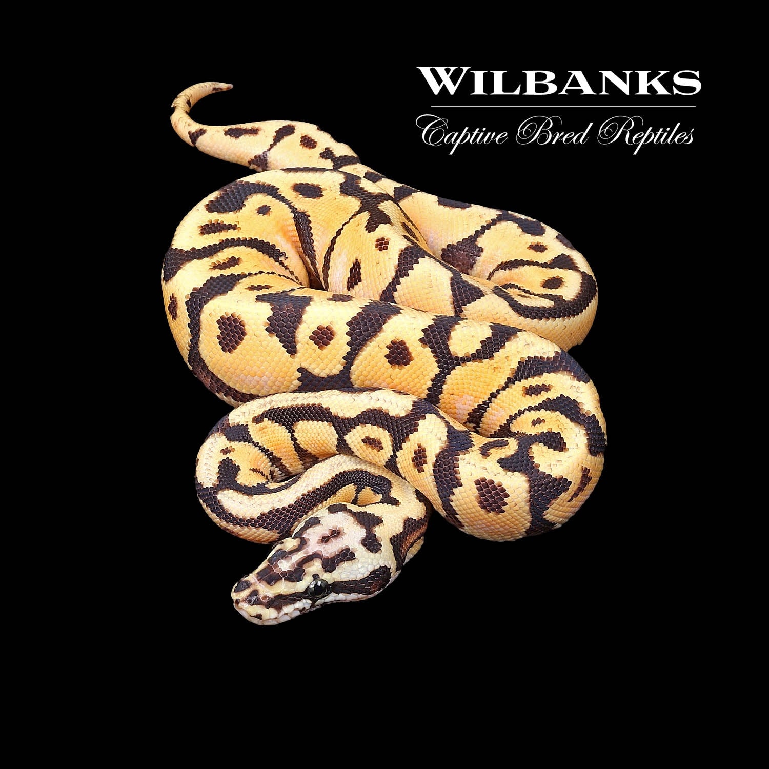 Pastel Enchi Spotnose Ball Python by Wilbanks Captive Bred Reptiles