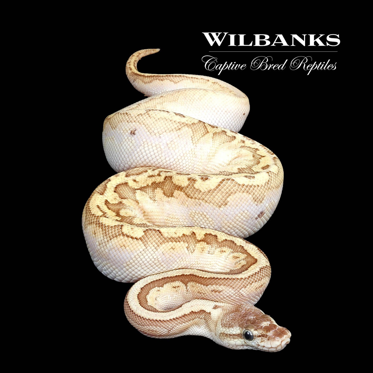 Nuclear Sugar Pastel Pinstripe Ball Python by Wilbanks Captive Bred ...