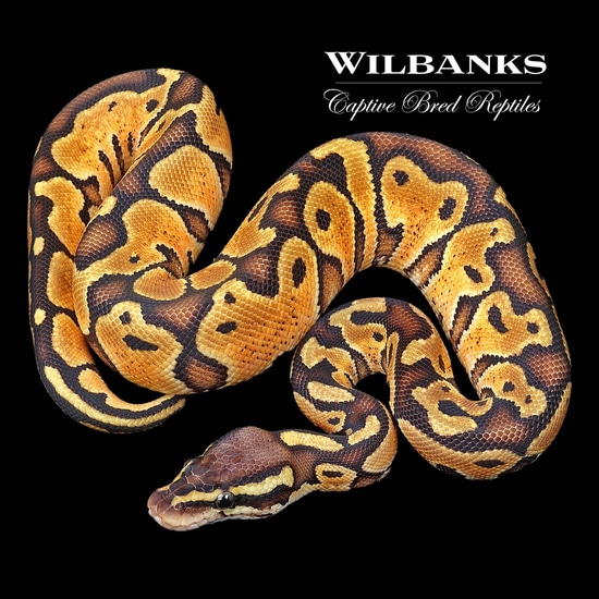 Pastel Special Ball Python by Wilbanks Captive Bred Reptiles