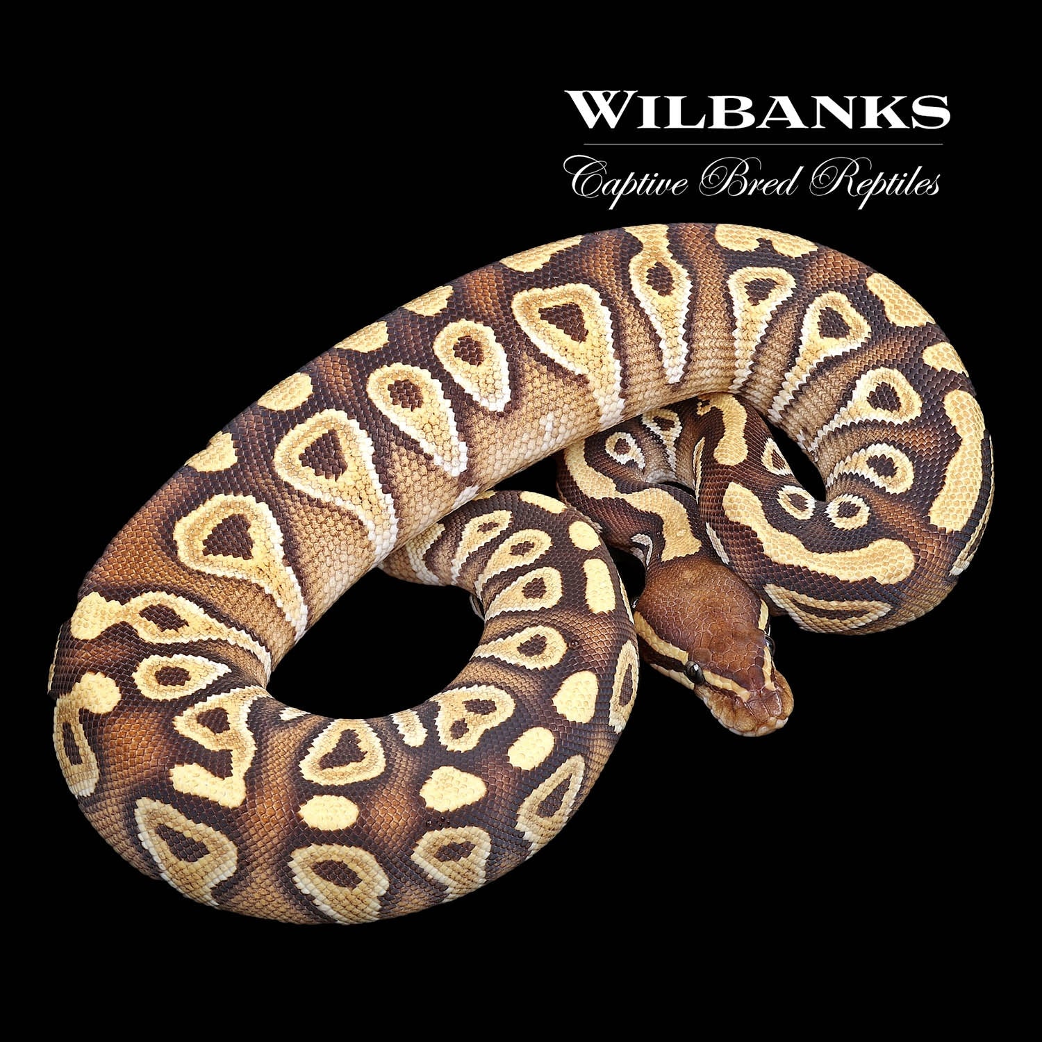 Mojave Ball Python by Wilbanks Captive Bred Reptiles - MorphMarket