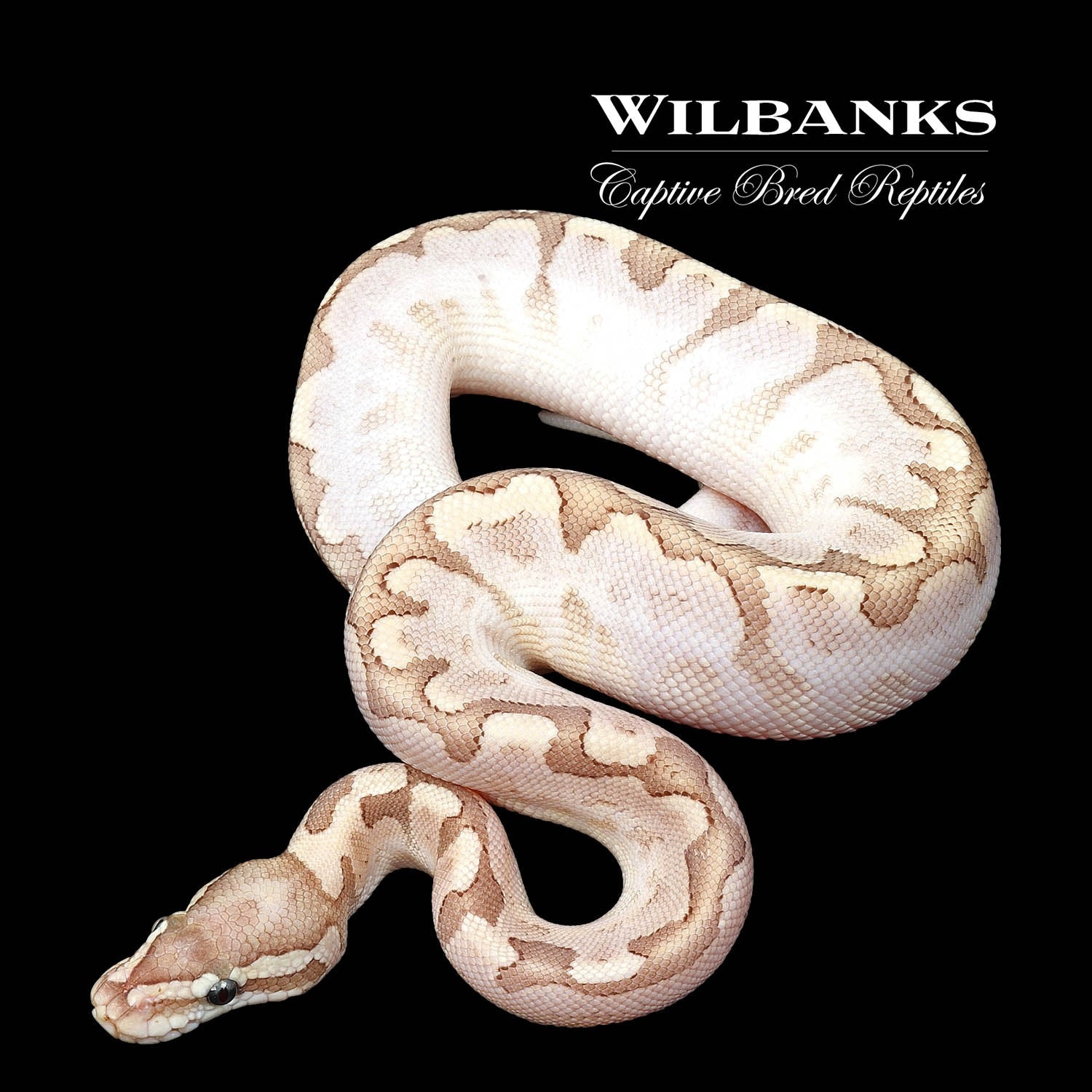 Bamboo Fire Sugar Ball Python by Wilbanks Captive Bred Reptiles ...