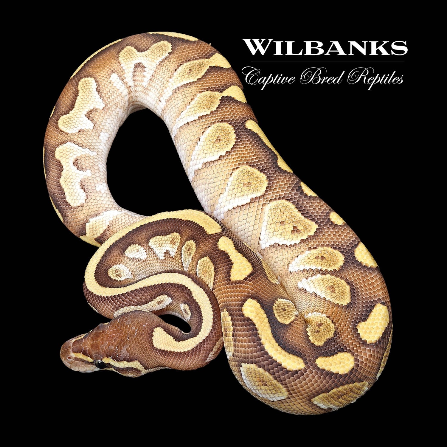 Blackhead Butter Ball Python by Wilbanks Captive Bred Reptiles