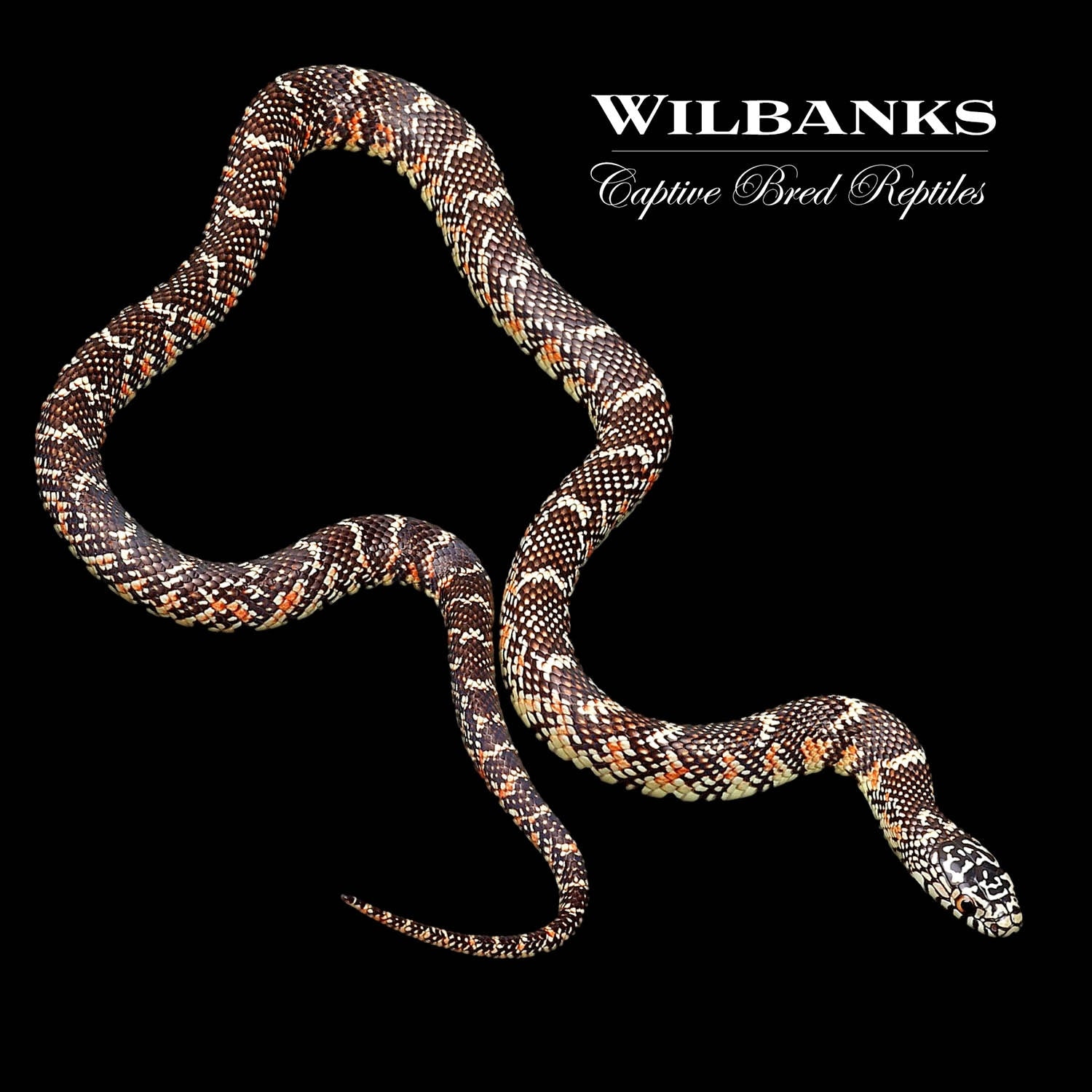 Brooks' Kingsnake by Wilbanks Captive Bred Reptiles MorphMarket
