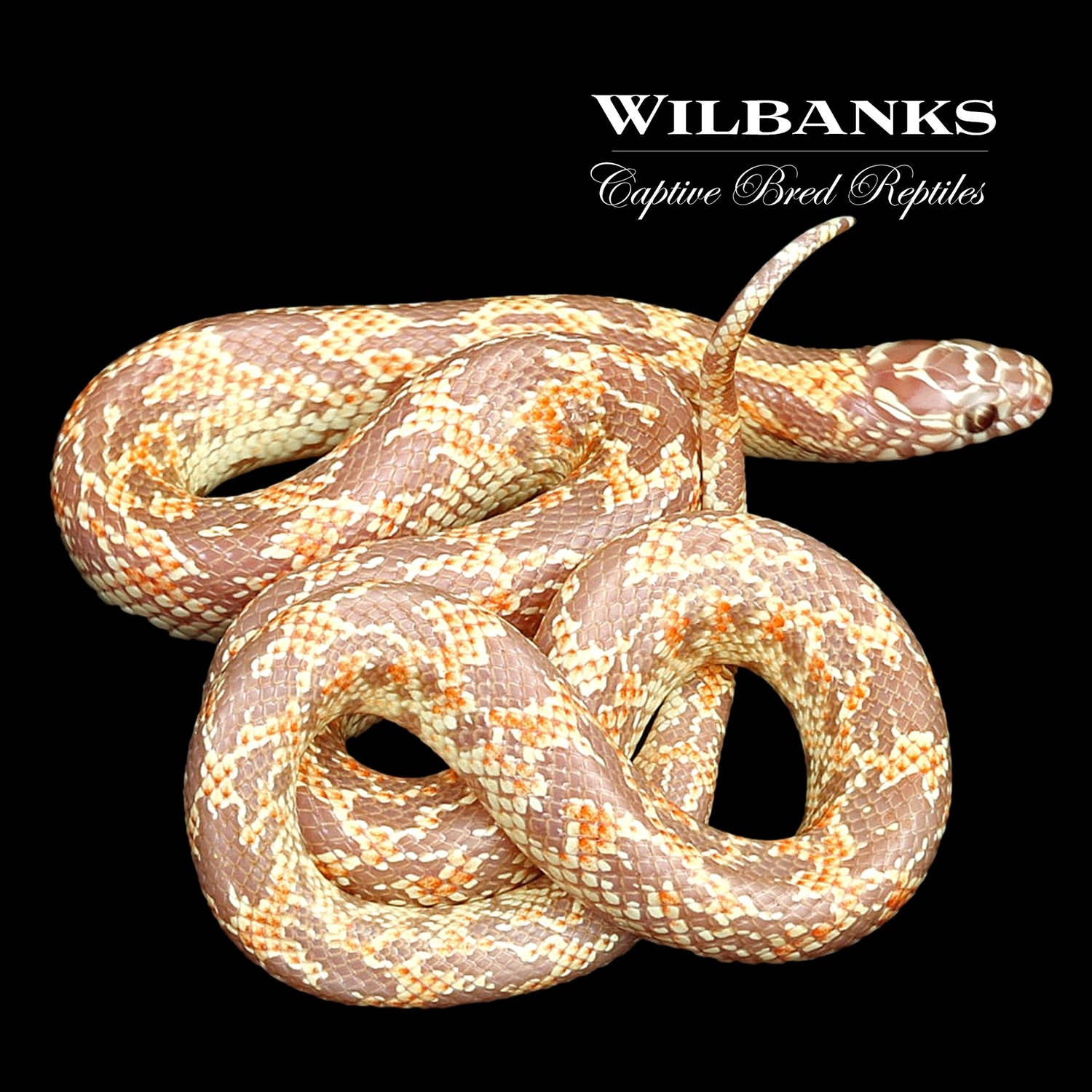 Amel Mosaic Florida Kingsnake by Wilbanks Captive Bred Reptiles MorphMarket