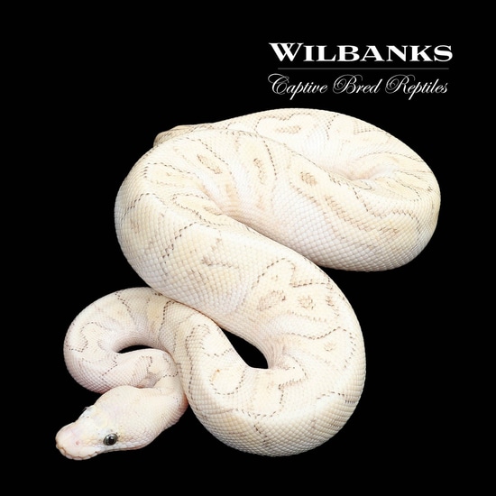Superfly Mojave Ghi Clown Ball Python By Wilbanks Captive Bred Reptiles