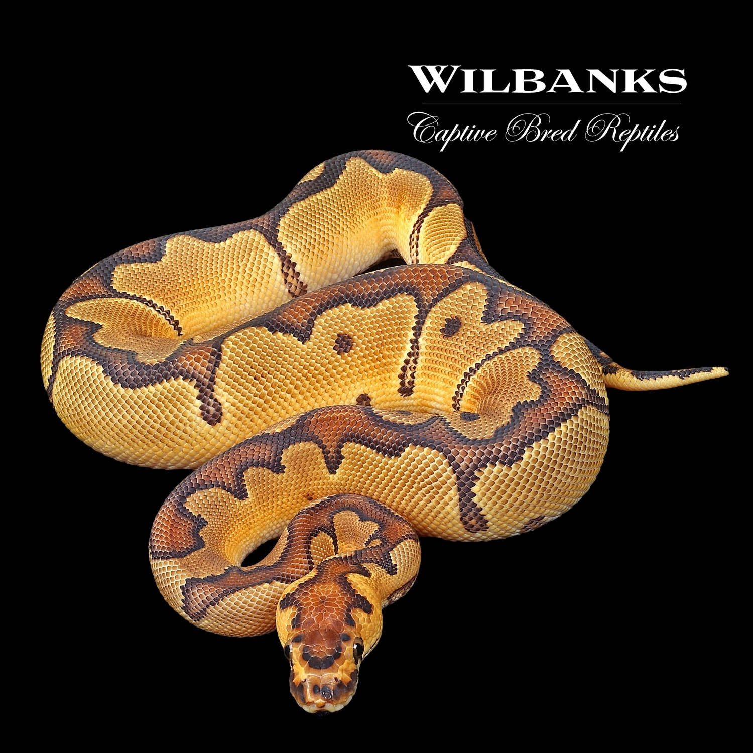 Enchi Clown Ball Python by Wilbanks Captive Bred Reptiles - MorphMarket