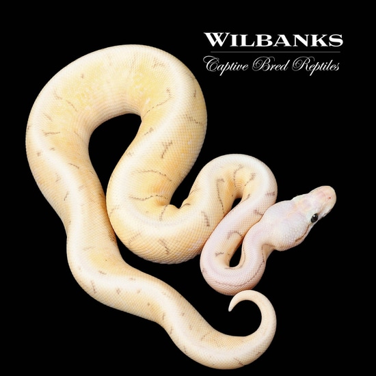Spinner Superfly Ball Python By Wilbanks Captive Bred Reptiles