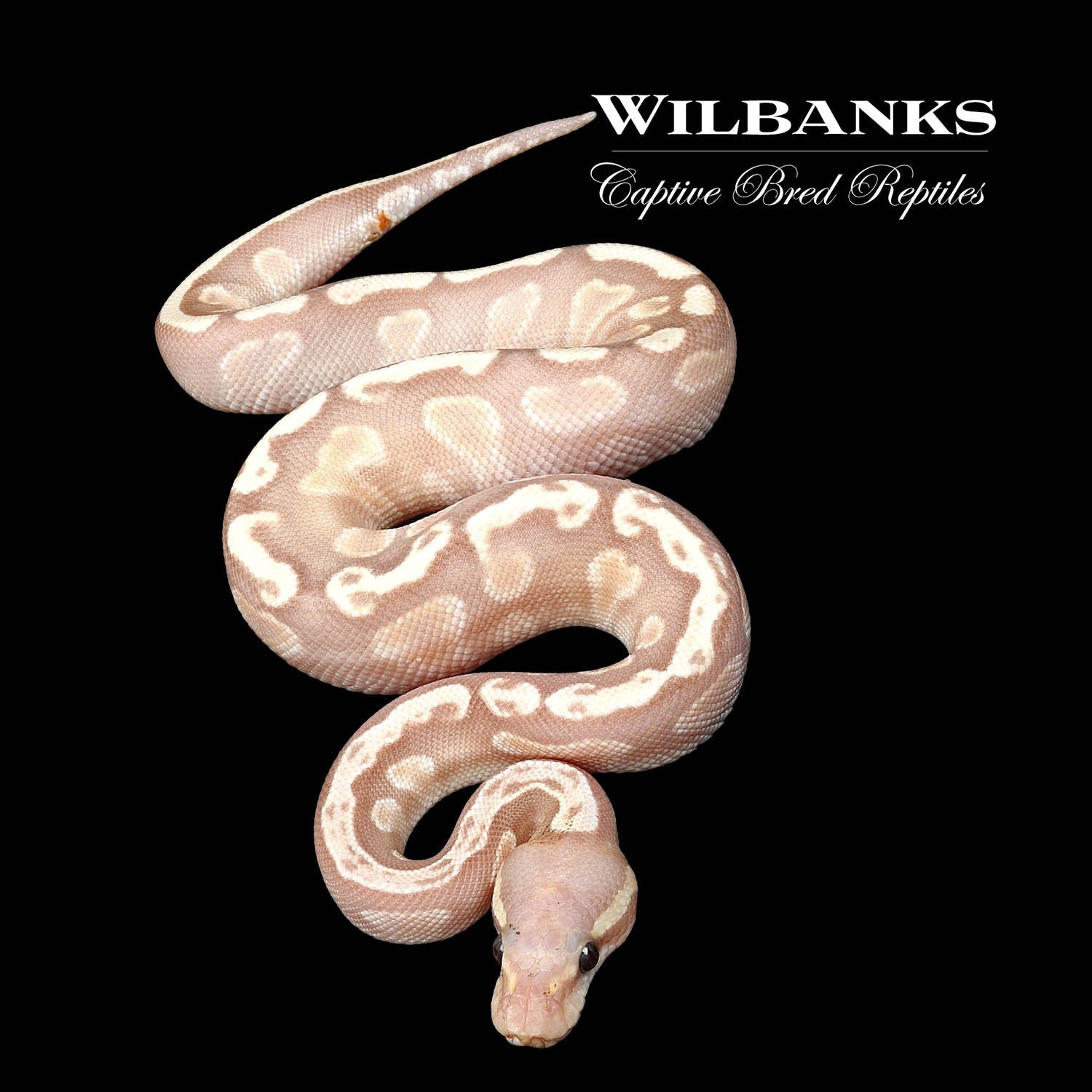 Banana Mojave GHI Ball Python by Wilbanks Captive Bred Reptiles