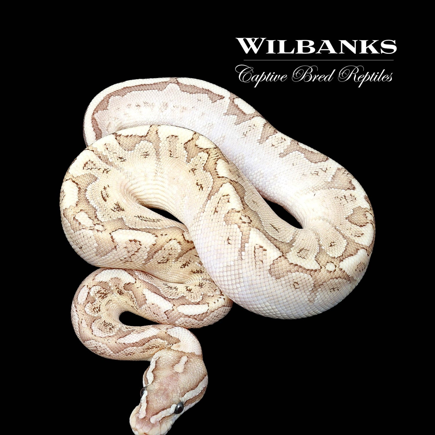 Bamboo fire ball python by wilbanks captive bred reptiles morphmarket