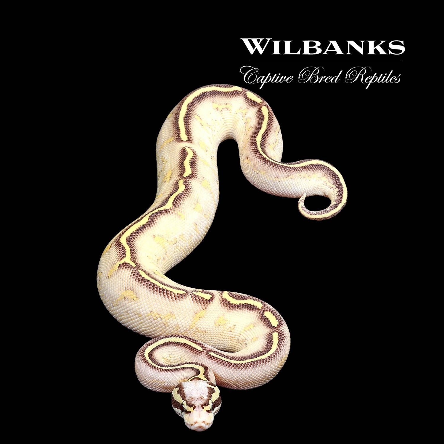 Pastel Butter Freeway Ball Python by Wilbanks Captive Bred Reptiles