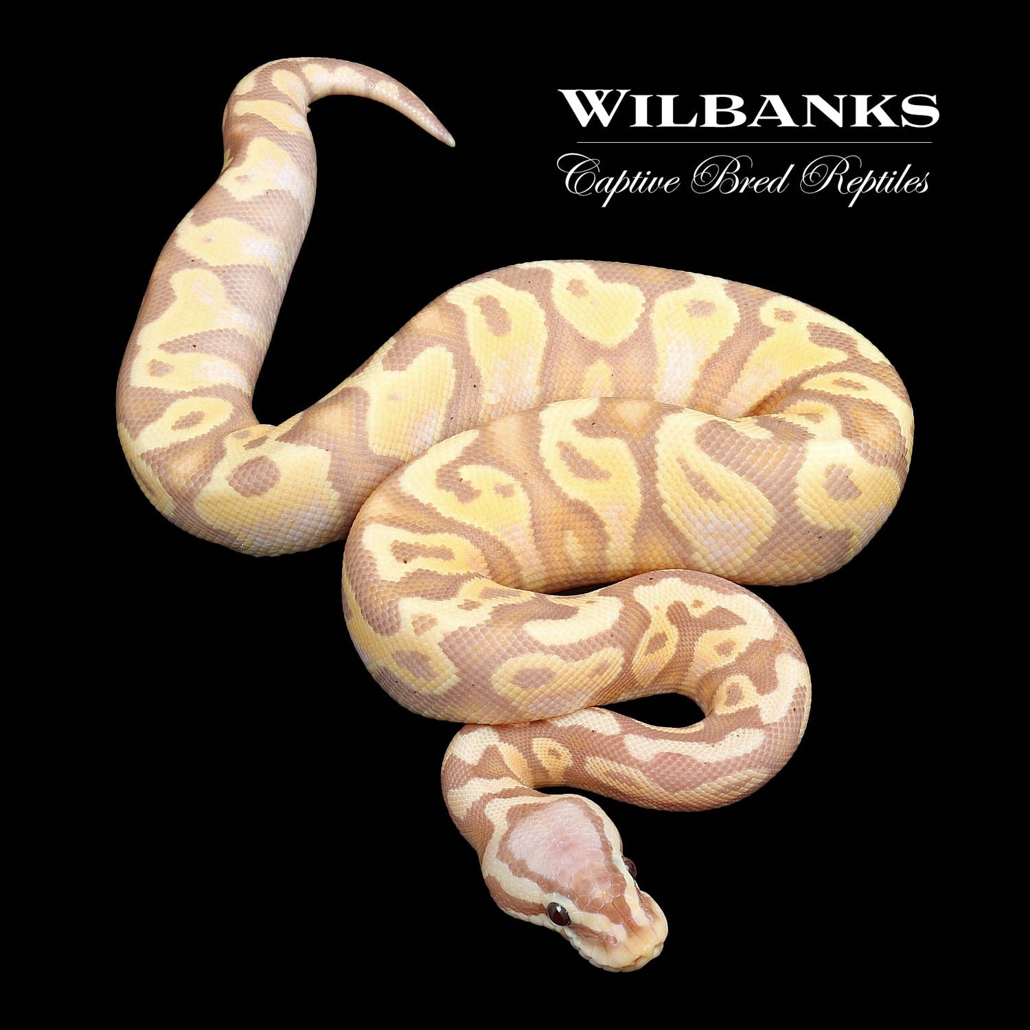 Banana Pastel Yellow Belly Or Asphalt Ball Python by Wilbanks Captive