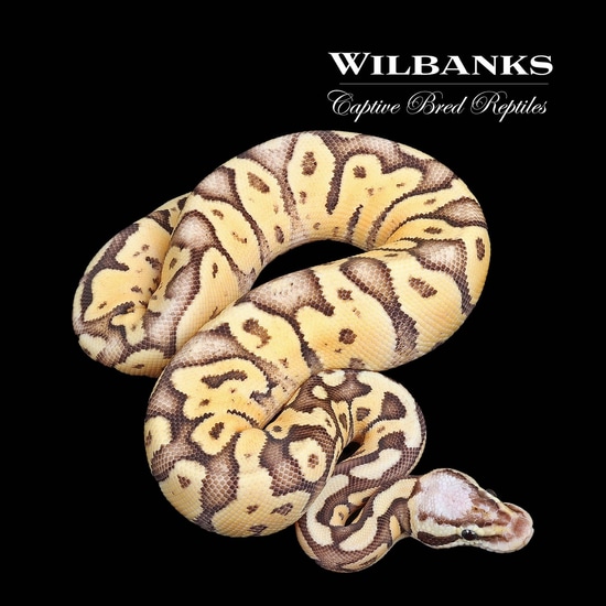 Superfly Ball Python By Wilbanks Captive Bred Reptiles