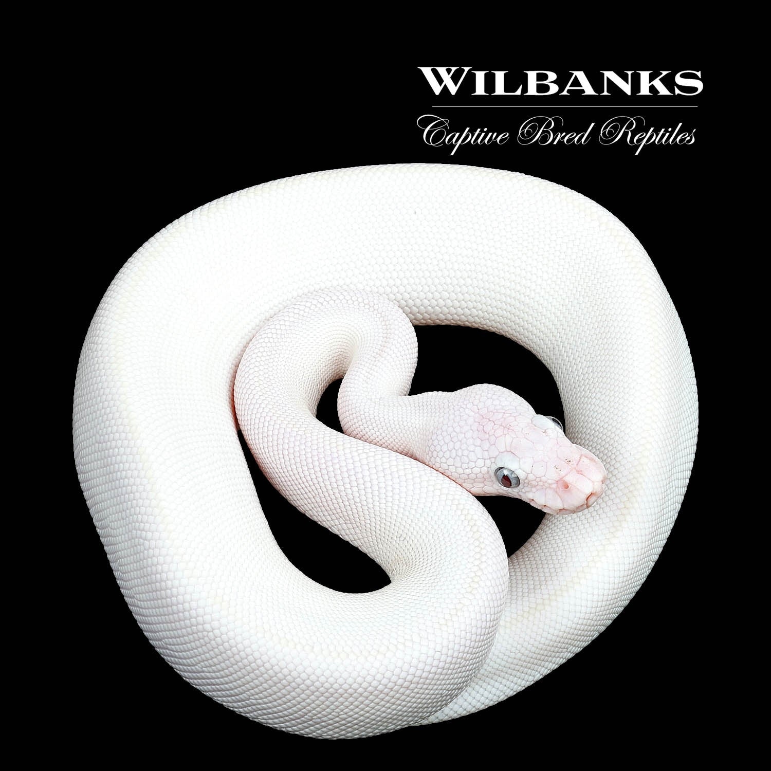Blue Eyed Leucistic (Lucy) (Mojave Butter) Ball Python by Wilbanks ...