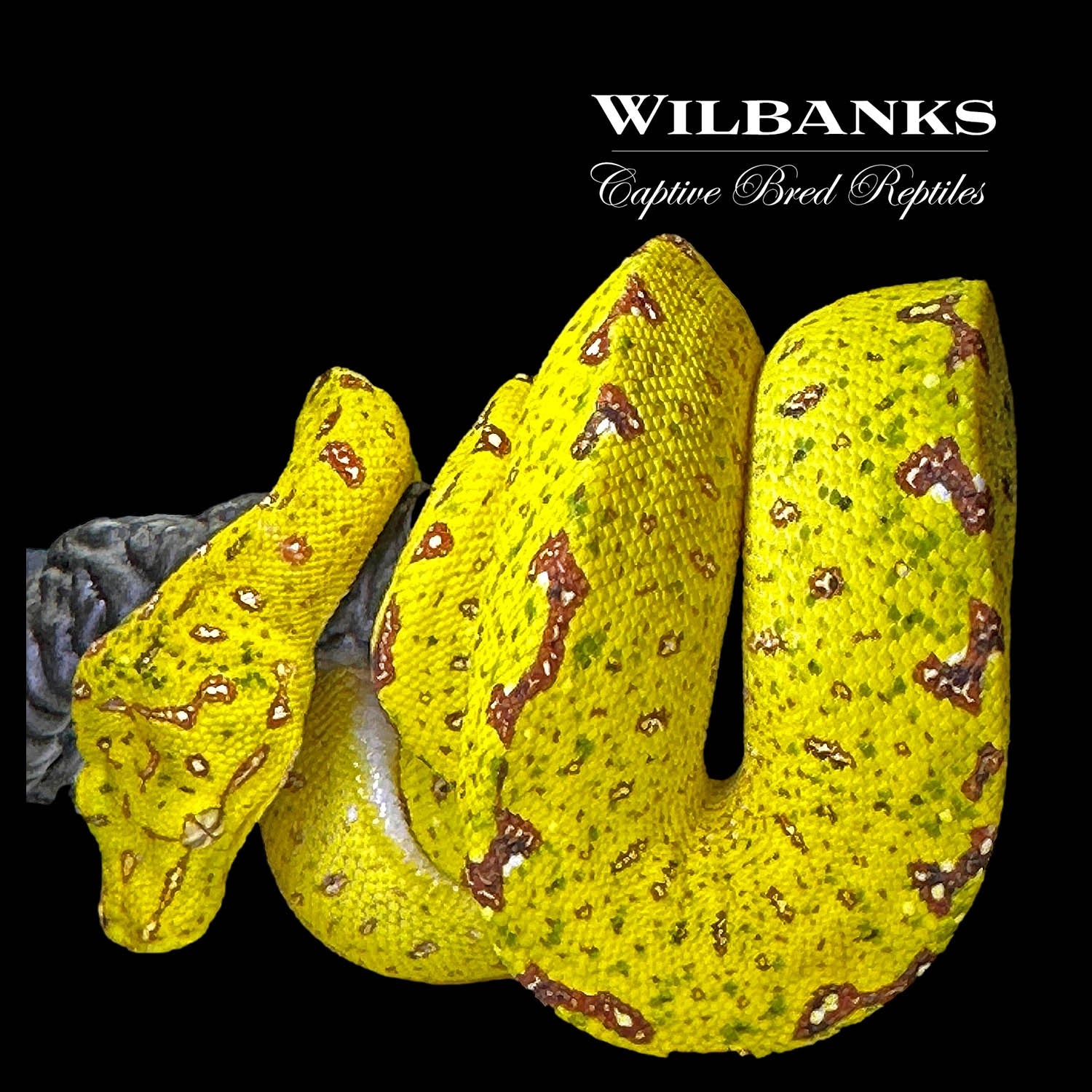 Biak Green Tree Python by Wilbanks Captive Bred Reptiles - MorphMarket