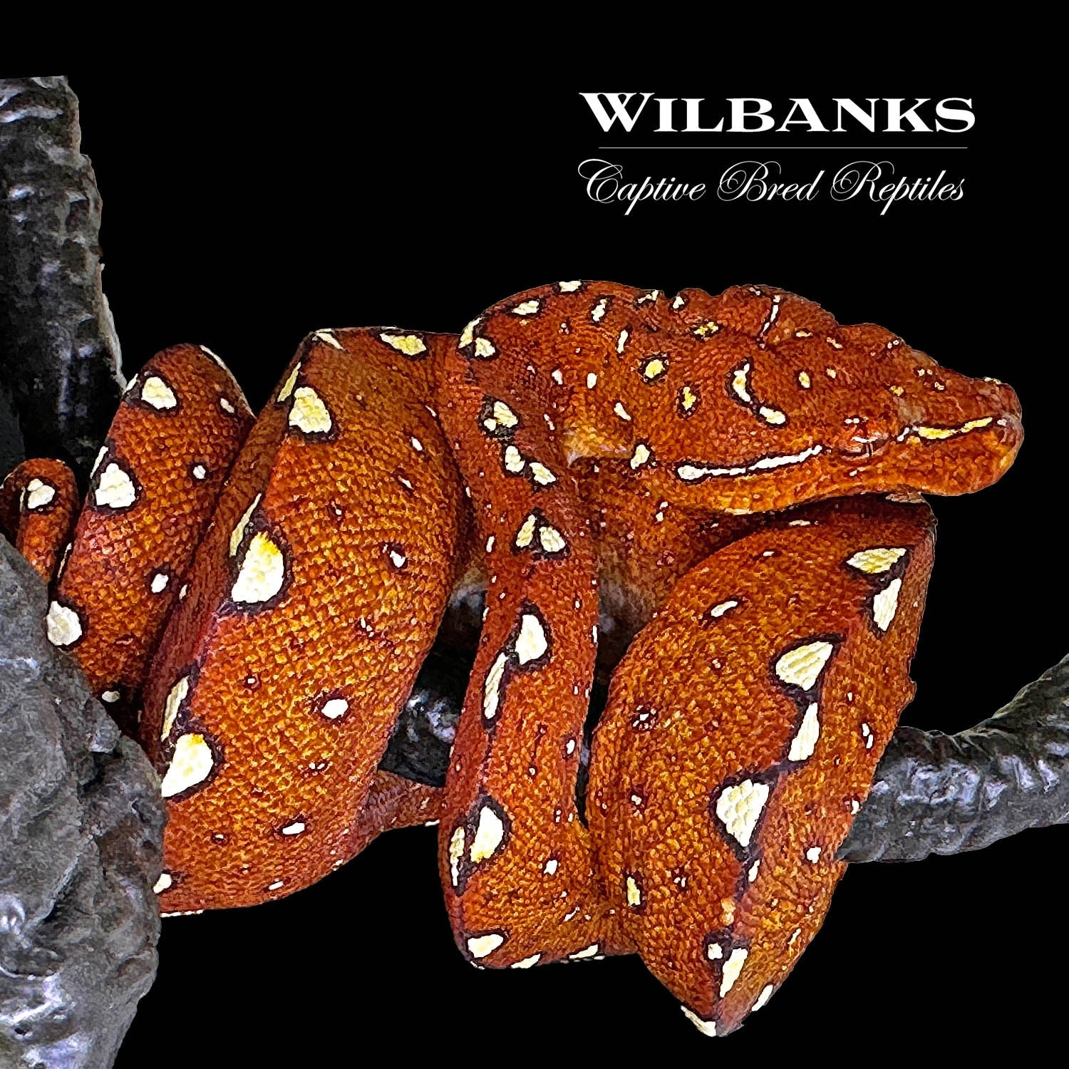 Biak Green Tree Python by Wilbanks Captive Bred Reptiles - MorphMarket