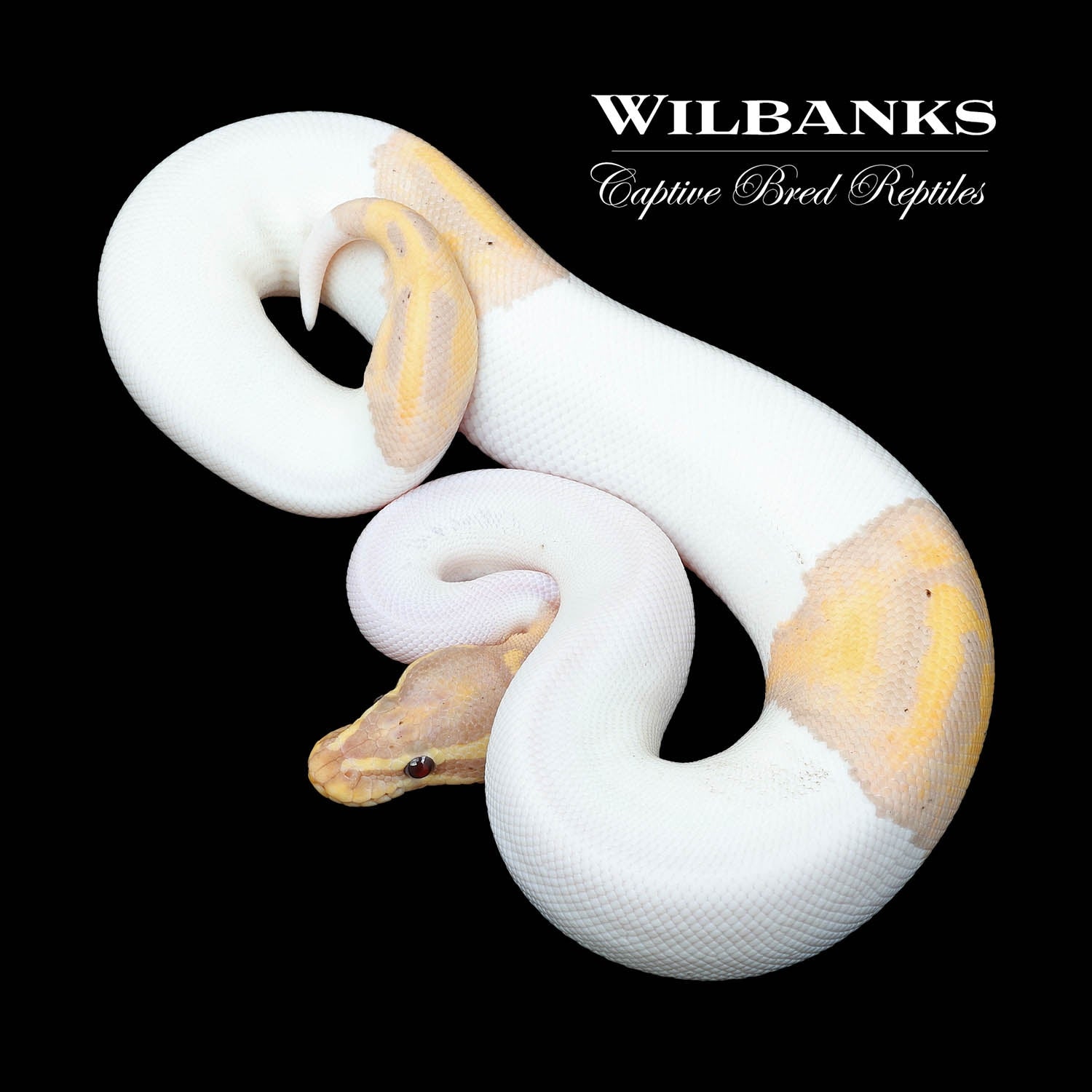 banana pied ball python by patchwork pythons -... Banana Pied Ball Python by Wilbanks Captive Bred Reptiles - MorphMarket
